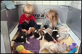 Puppies and Grand Babies in the Whelping Box